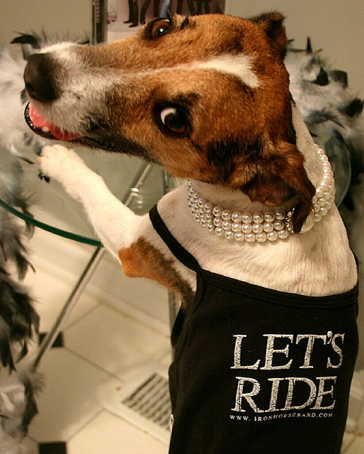Portrait of a canine groupie